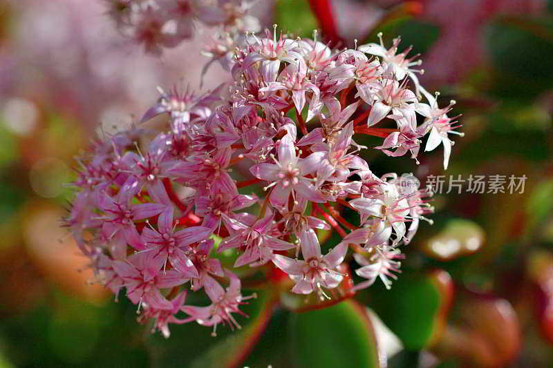 龙葵/玉花/钱花